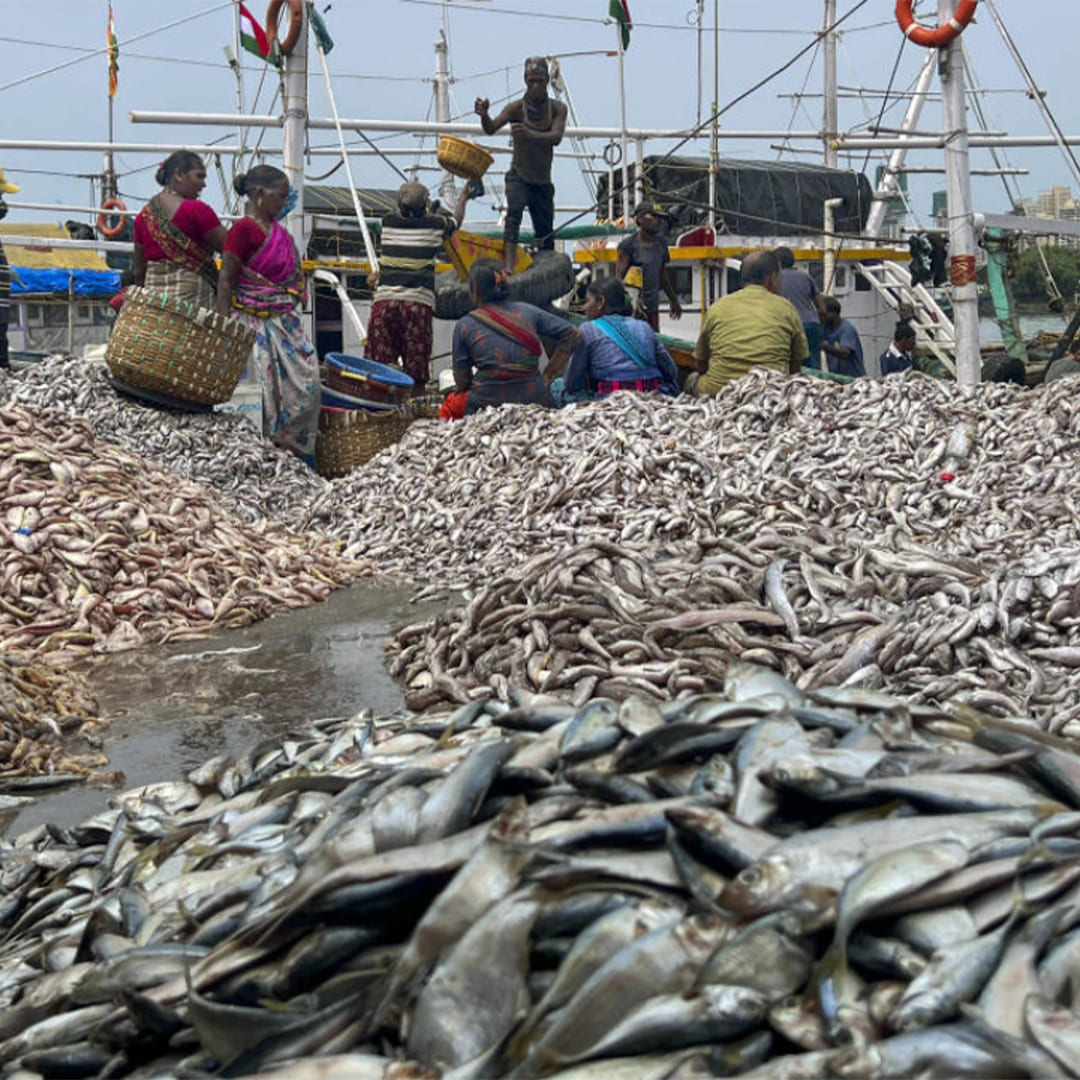 export quality fish